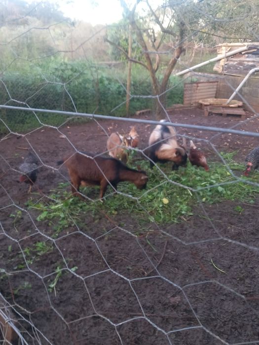Cabras anãs e uma cria