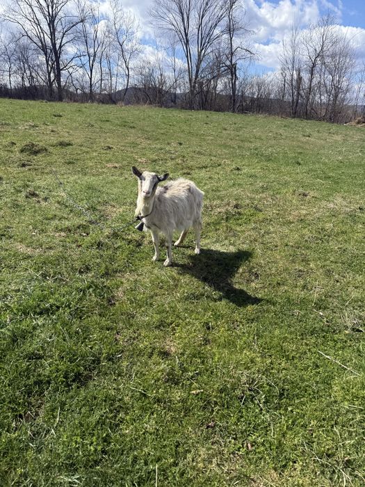 Продам кози молоді