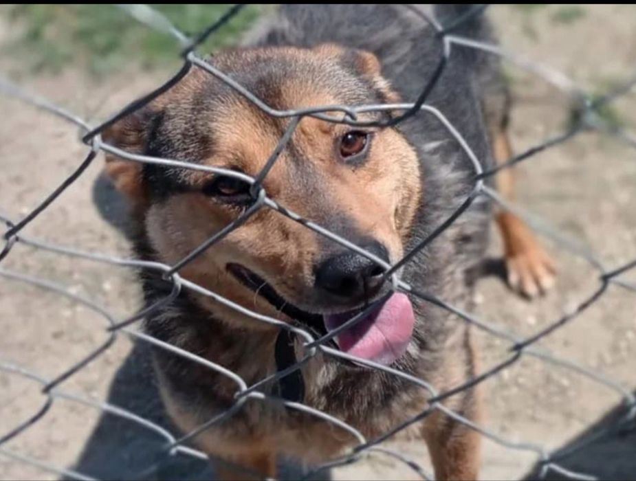Julian do adopcji