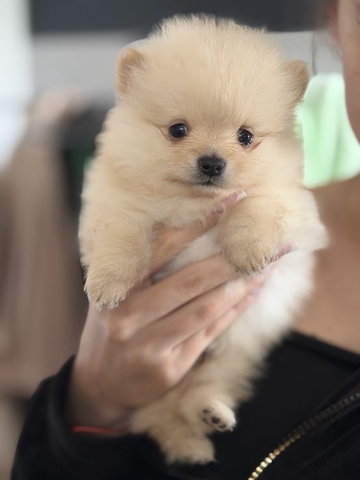 Piesek szpic miniaturowy, pomeranian