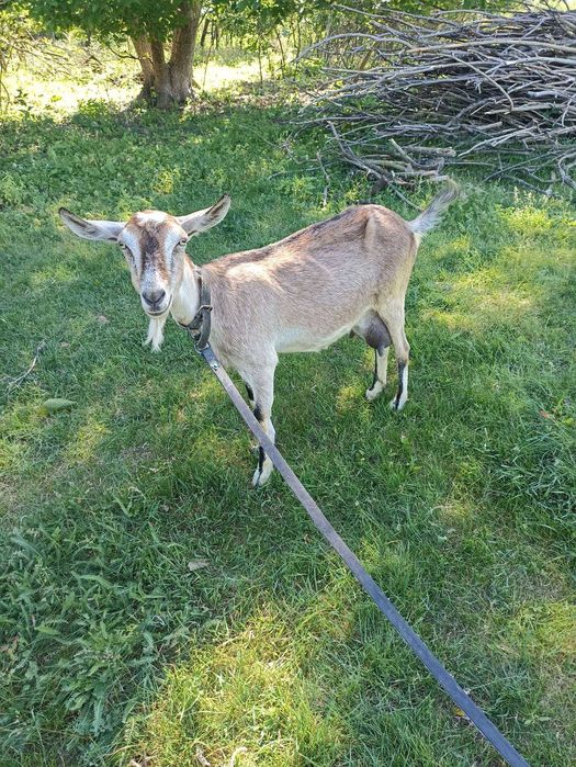 Продам дійну козу , смачне молоко