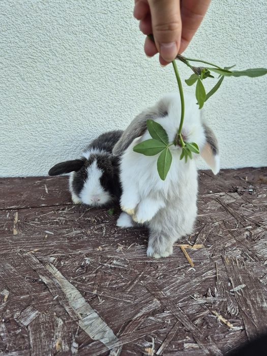 Królik minilopek mini lop