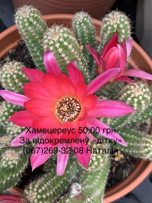 Ріпсаліс. Кактуси види