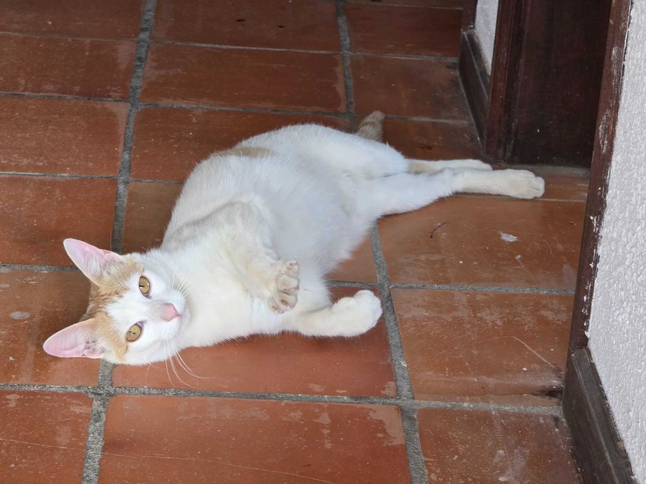 Ofereço cão e gato jovens castrados vacinados e com chipes!