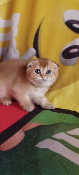 Золотая шиншила девочка