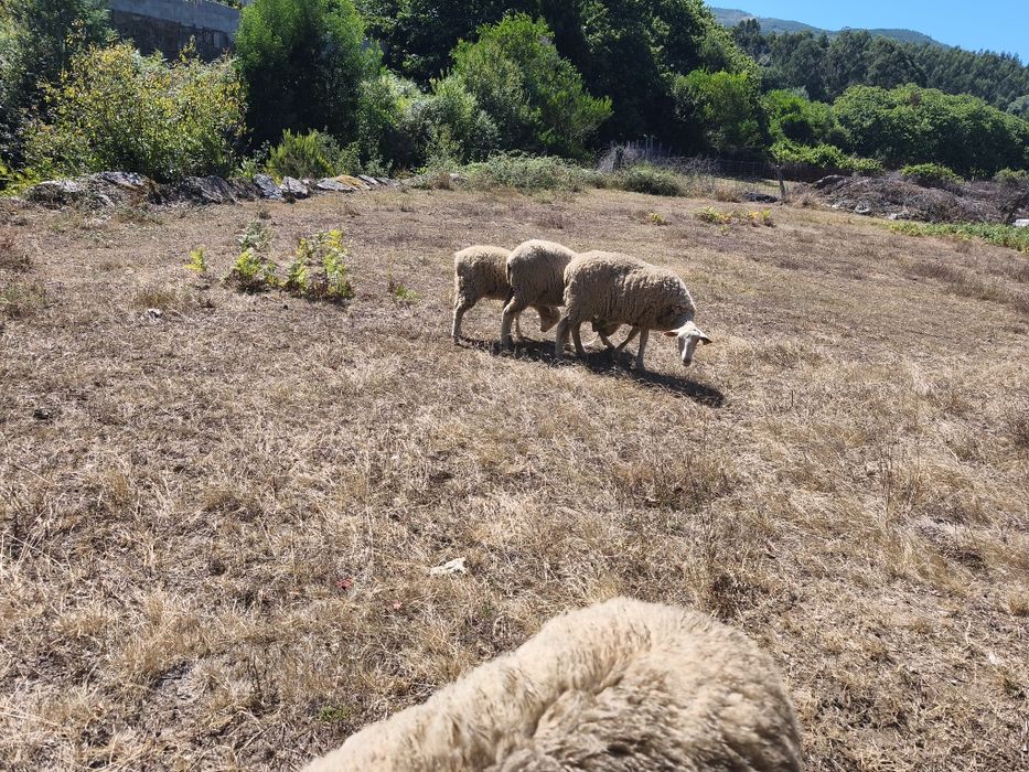 3 ovelhas e 1 carneiro
