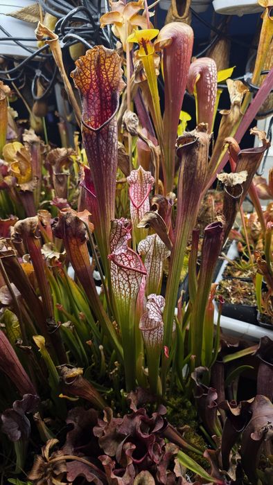 Planta carnívora