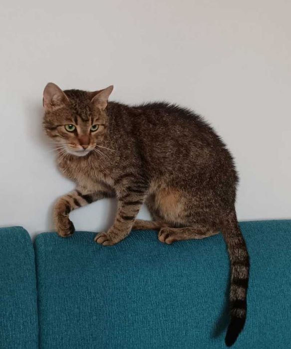 Zaginął kotek z niesprawną łapką! Błagamy o pomoc!