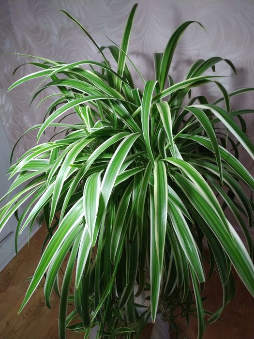 Кімнатні рослини