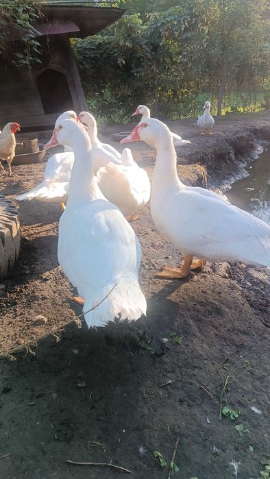 Індокачки продам