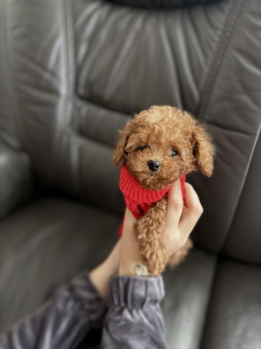 Хлопчик той пудель 2,5 місяці