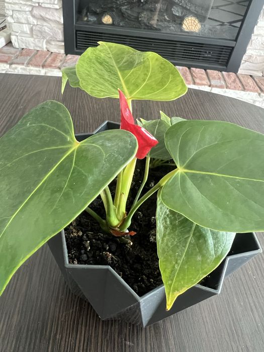 Квіти кімнатні  антіріум