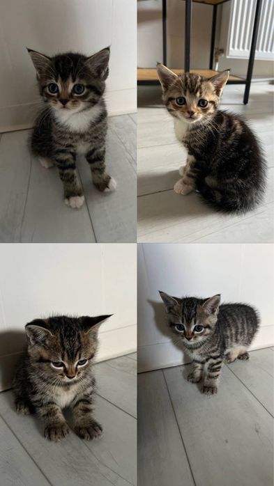Продам котиків