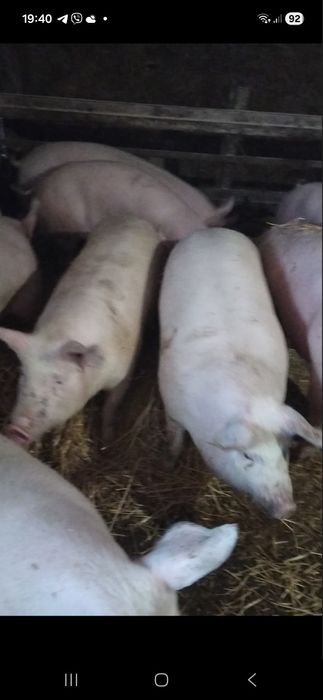 Продам свиней м'ясного напрямку  живою вагою (трьохпородний гібрид)
Се