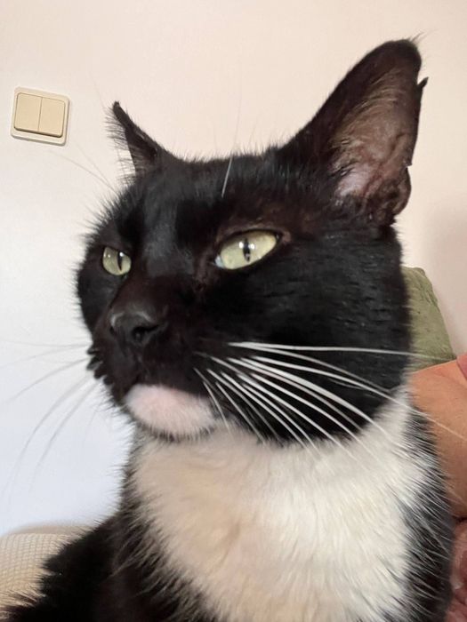 Gatinho com 1 ano e meio para adopção responsável
