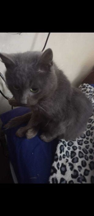 Сіренький котик шукає господаря