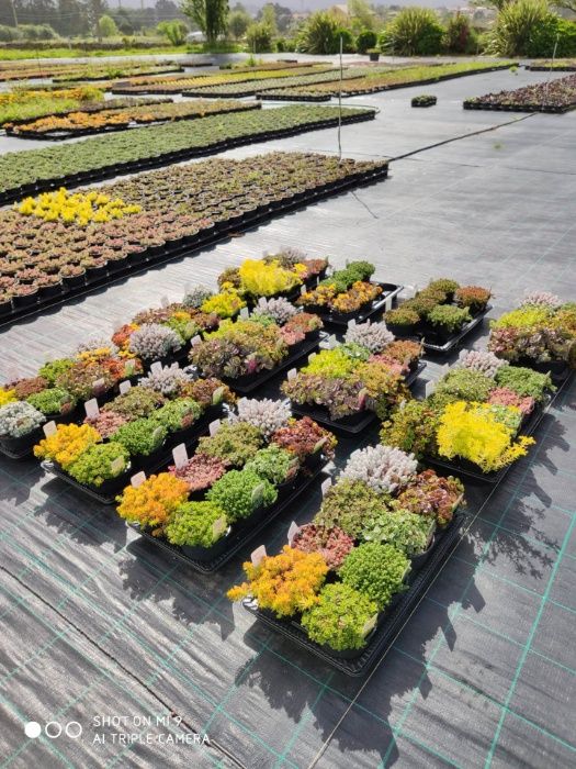 Coberturas verdes - Sedum e Sempervivum