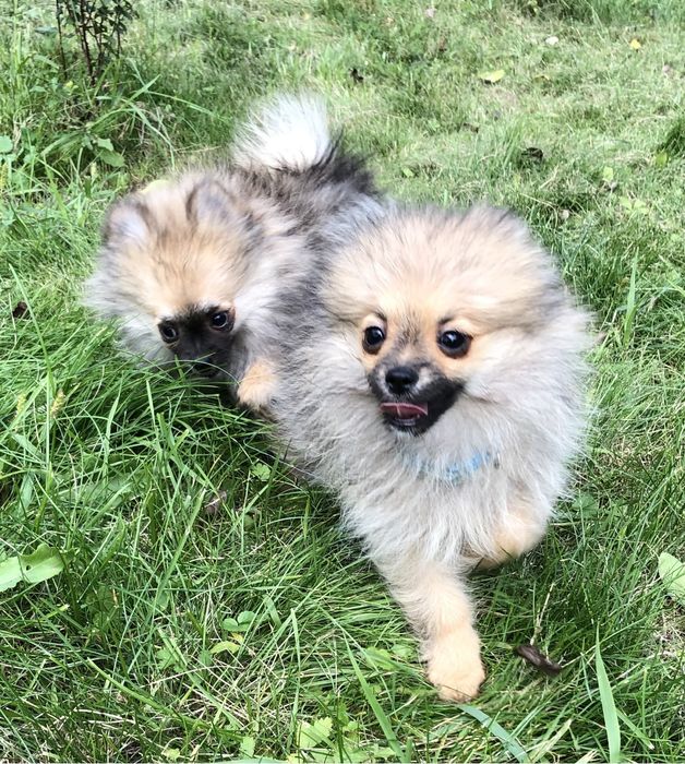 Красуні чекають на вас