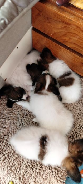 Три дівчинки на вибір. Папільон, папийон, папильон