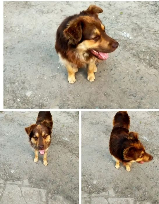 Помогите найти собаку