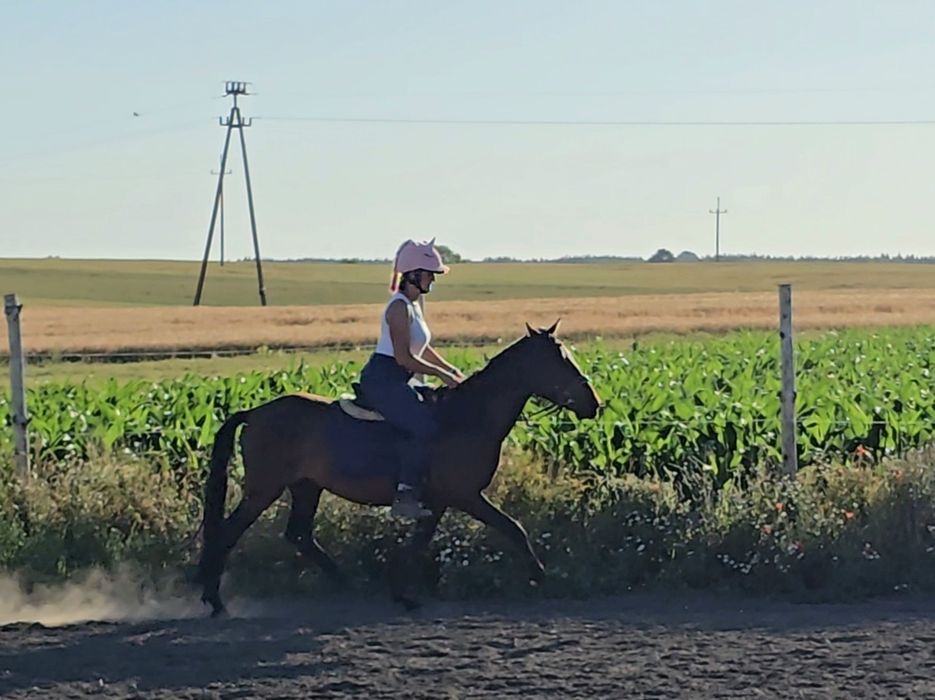 Super wałach, świetny ruch i charakter