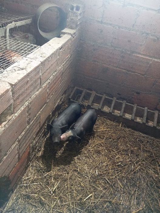 Leitões  duroc boa qualidade