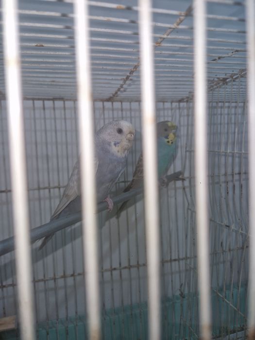 2 Casais de piriquitos  para venda