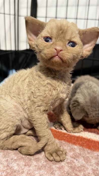 Kotka Devon Rex Zarezerwowana