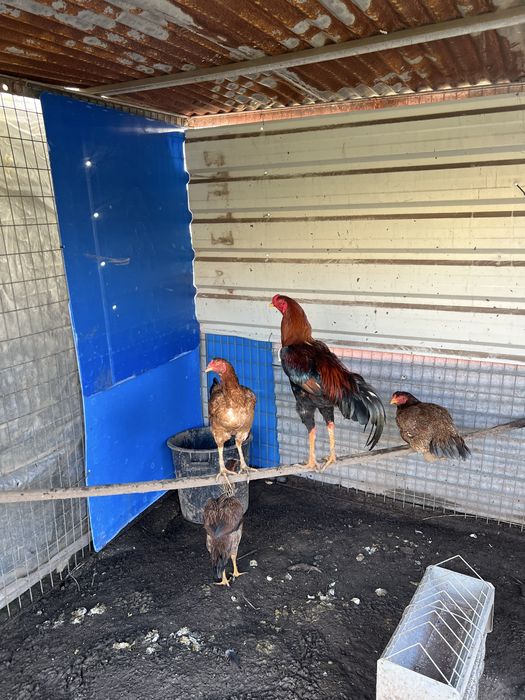 Casal indios gigantes