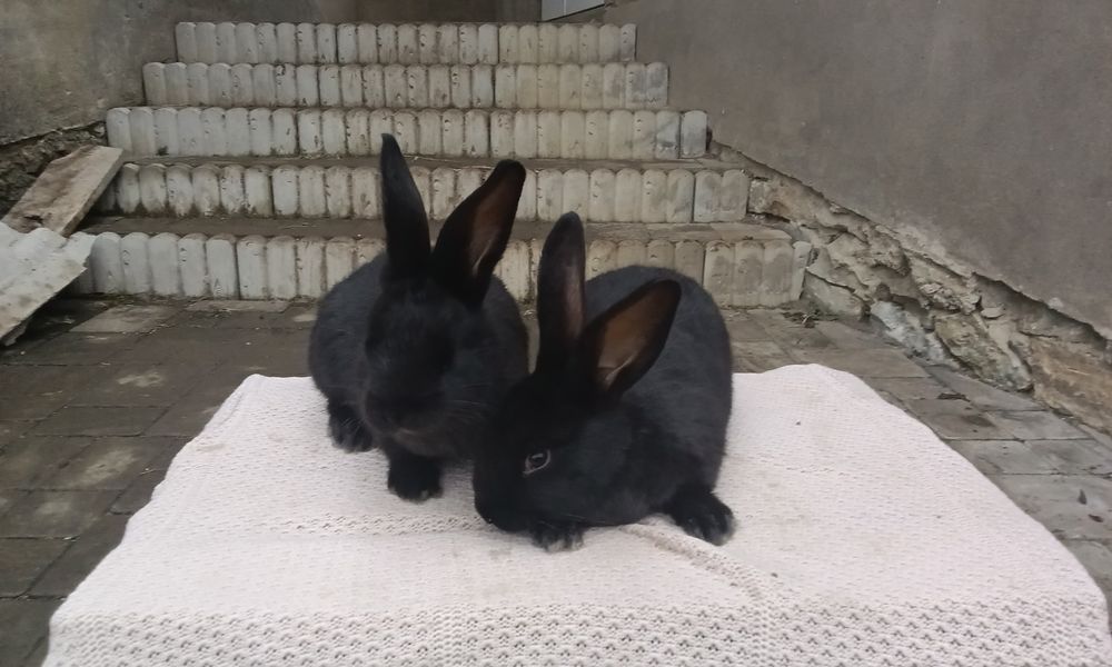 Кролі породи Полтавське срібло вік 45 днів