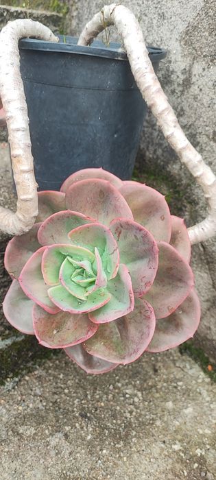 Planta suculenta