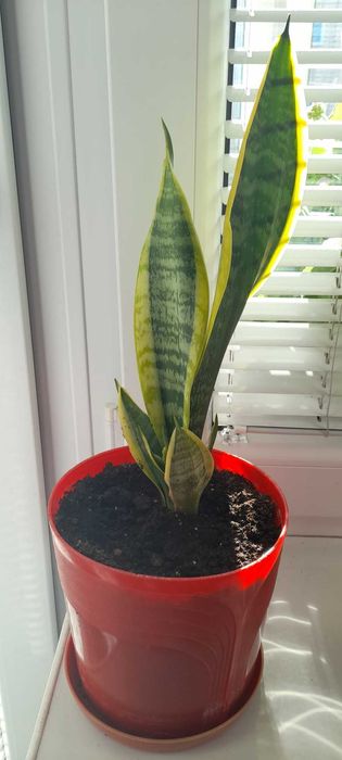 Sansewieria gwinejska język teściowej wężownica