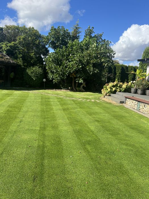 Trawa z Rolki Premium