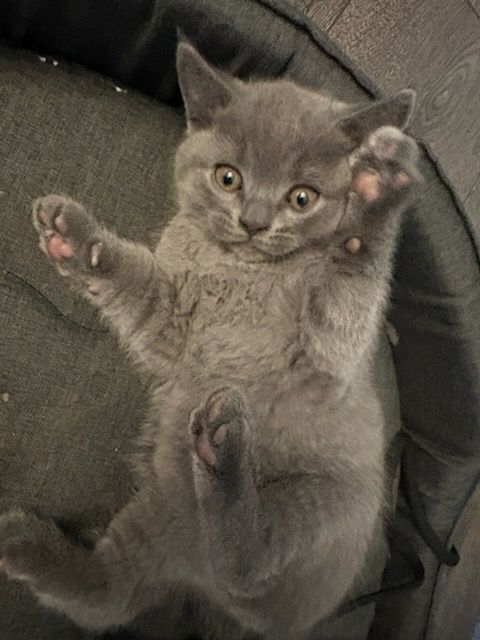 Kotek brytyjski z rodowodem