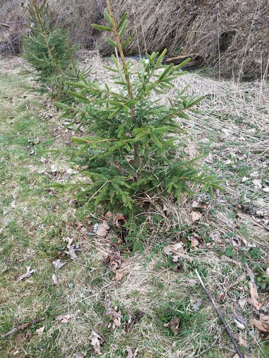Саджанці  берези смереки різного розміру дешево можна доставити д
