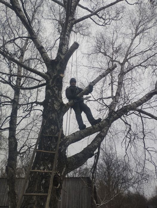 Професійне обрізання аварійних дерев