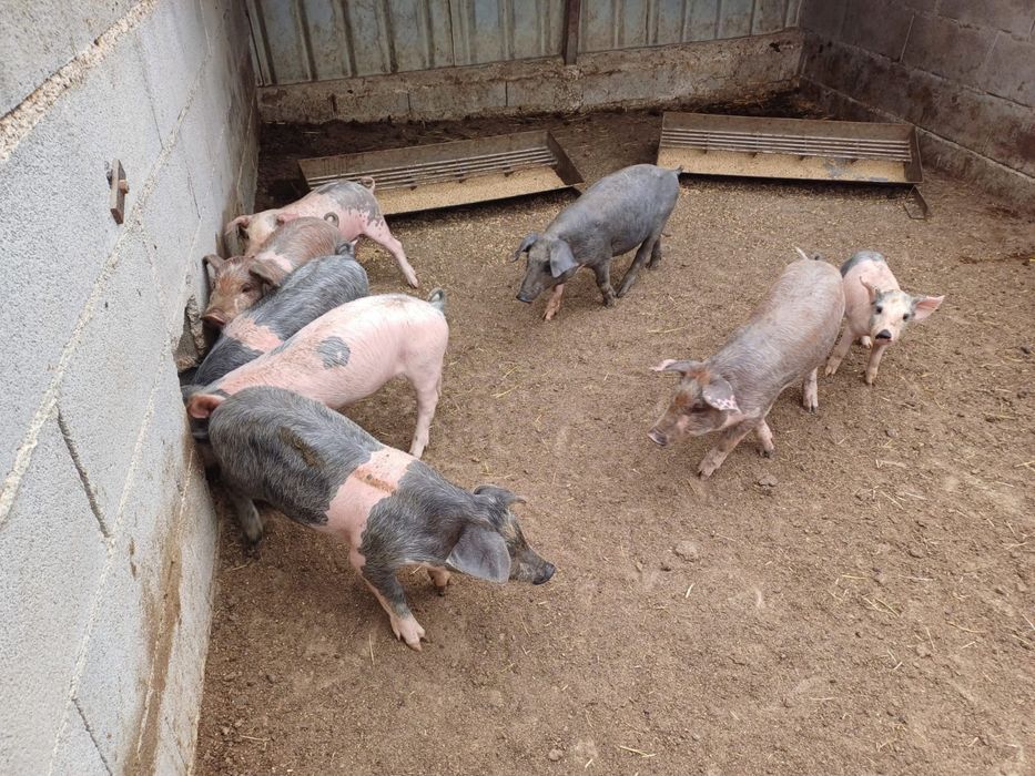 Leitoes bisaros