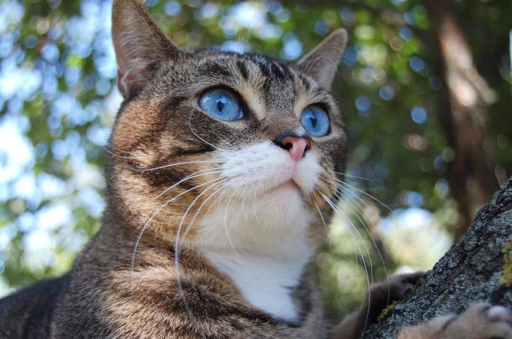 Алтайські котики