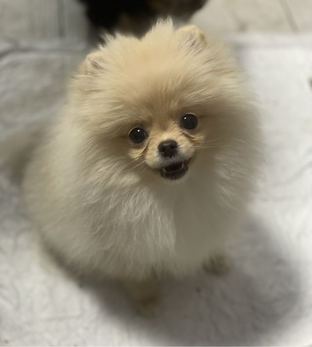 Дівчинка красунька мвні