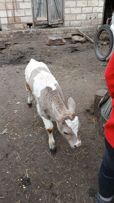 Продам місячного теля