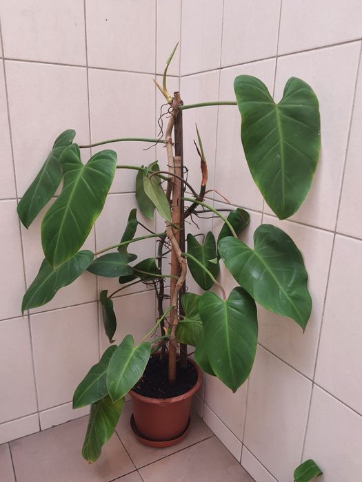 Plantas de 15 a 25€