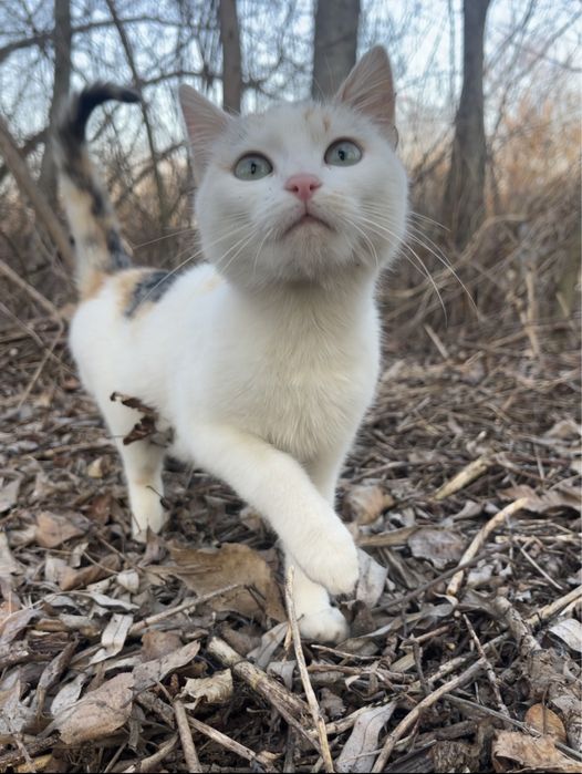 Котики безкоштовно