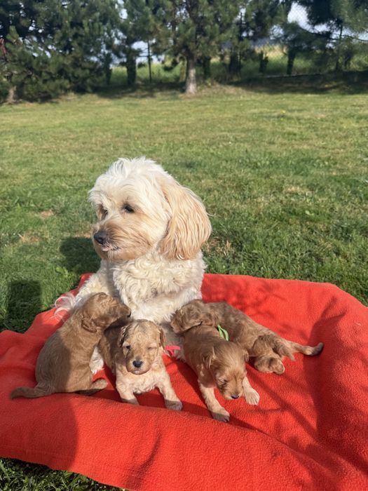 Cudowna sunia maltpoo- rezerwacja