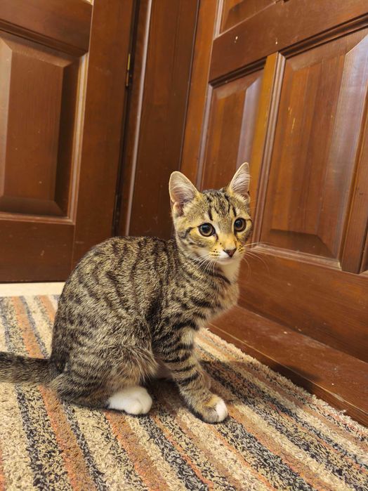 Киця в добрі руки