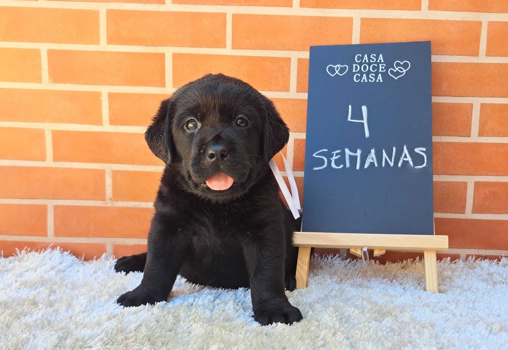 Cachorra Labrador Retriever Preta filha de Junior World Winner/Multi Campeão