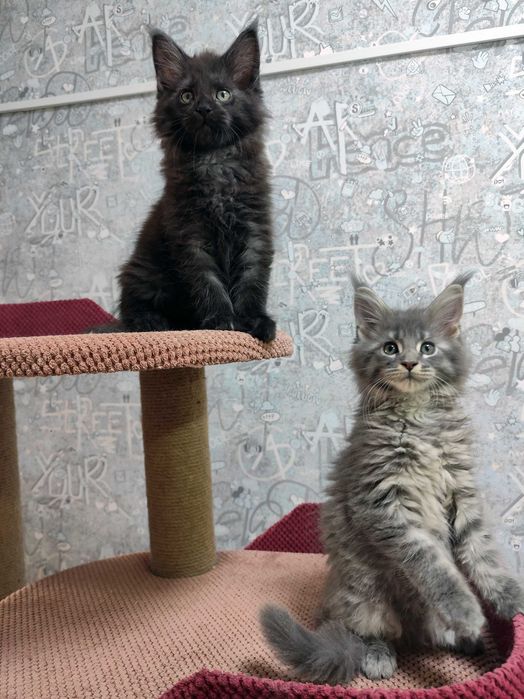 Котята Мейн кун мальчики