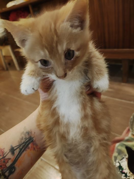 Віддам котиків з передової