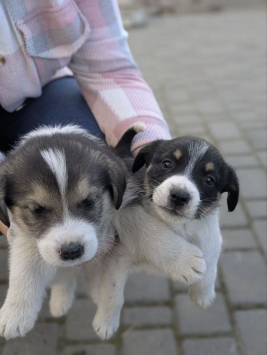 Песики дівчатка дворняжки