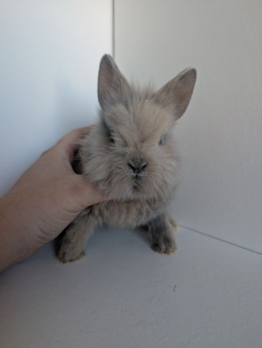 Królik miniaturka, karzełek, baranek, mini lop