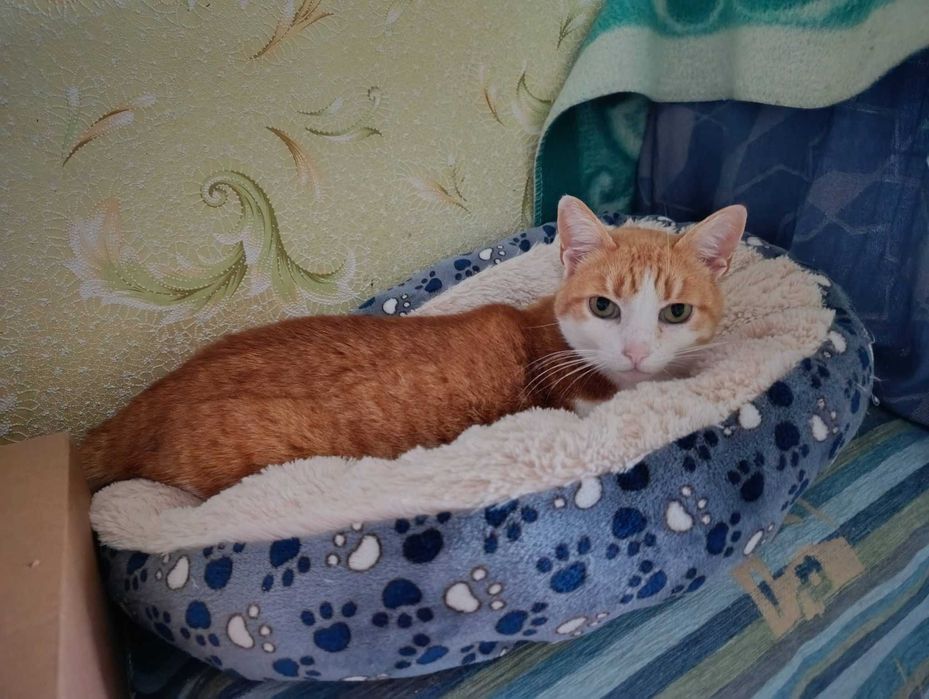 Рижуля, 4 роки, стерилізована, вакцинована, дуже ласкава